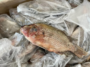 MAG admite que hay  contrabando de pescado y denuncias apuntan a China