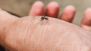 Dengue entra en “meseta”, pero preocupa un posible repunte tras Semana Santa