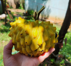 La chirimoya sorprende en Cabañas: una fruta poco común que despierta curiosidad