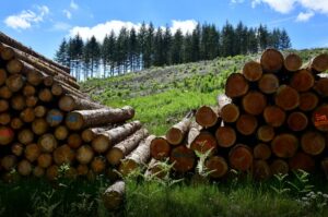Sector forestal supera US$ 85 millones en exportaciones y gana peso en la economía paraguaya