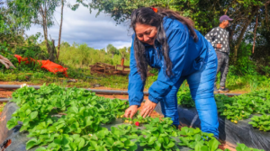 Promueven producción orgánica y agroecológica de frutilla para reducir costos