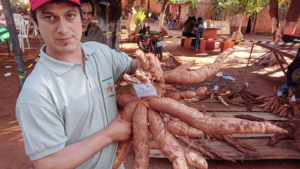 Coronel Bogado: la raíz más grande premiada en la Fiesta de la Mandioca pesó más de 13 kilos