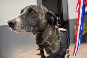 Concepción: Demonio, el perro que se ganó un lugar en la Comisaría 10.ª