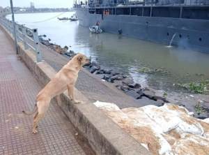 Maruca: la historia de la can que emocionó por su triste despedida de los buques de la Armada en Encarnación