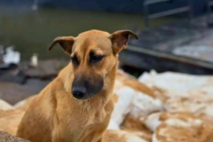 Maruca, la perrita adoptada por la Armada tras conquistar al Cañonero Paraguay