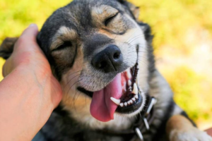 Acariciar a un perro podría reducir la respuesta al estrés
