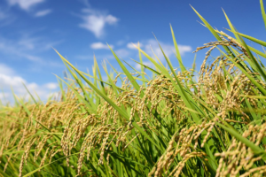 Día del Arroz: producción impulsa la economía y exportaciones generan US$ 251 millones