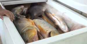 Video: variedad y reducción de precios de pescados en Remanso antes de la veda